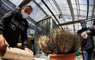 Agenti dei Carabinieri forestali che impacchettano cactus